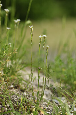 BUITEN BEELD Foto: 426987