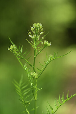 BUITEN BEELD Foto: 426992