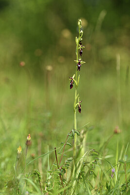 BUITEN BEELD Foto: 427003