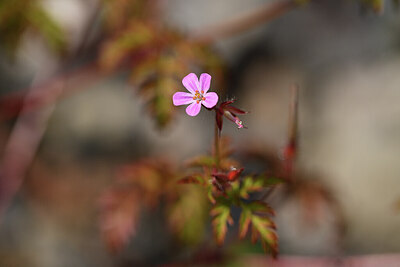 BUITEN BEELD Foto: 427012