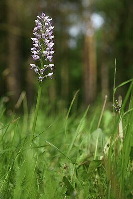 BUITEN BEELD Foto: 427016