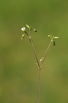 BUITEN BEELD Foto: 427026