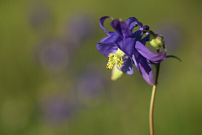 BUITEN BEELD Foto: 427030