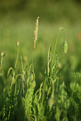 BUITEN BEELD Foto: 427036
