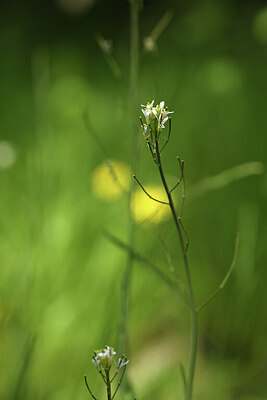 BUITEN BEELD Foto: 427037