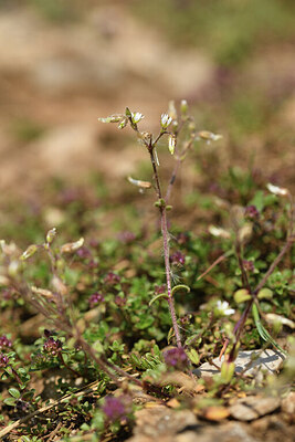 BUITEN BEELD Foto: 427041