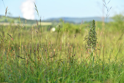 BUITEN BEELD Foto: 427047