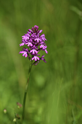 BUITEN BEELD Foto: 427049