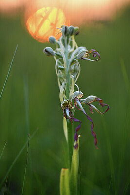 BUITEN BEELD Foto: 427053