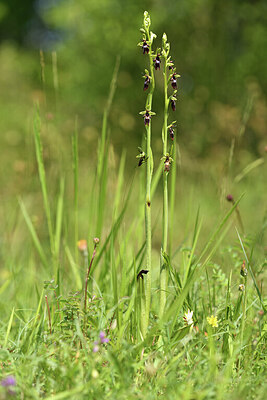 BUITEN BEELD Foto: 427054