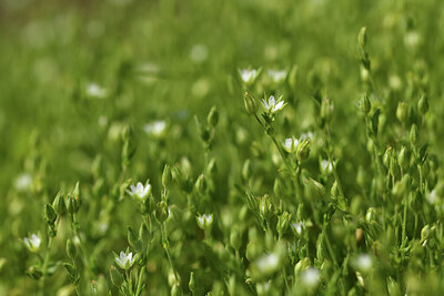 BUITEN BEELD Foto: 427056