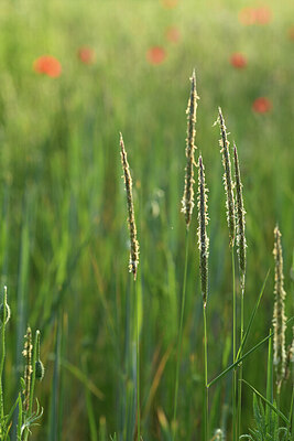 BUITEN BEELD Foto: 427077