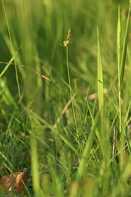 BUITEN BEELD Foto: 427084