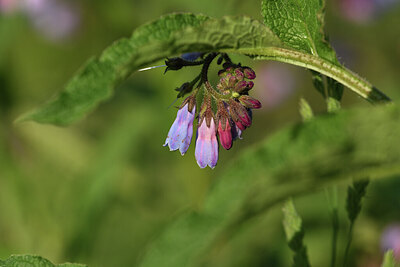 BUITEN BEELD Foto: 427085