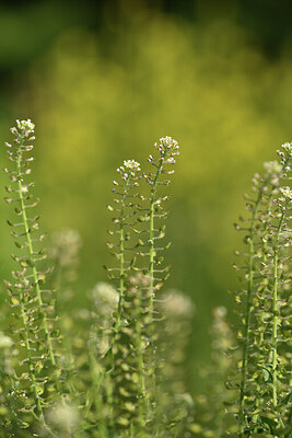 BUITEN BEELD Foto: 427090