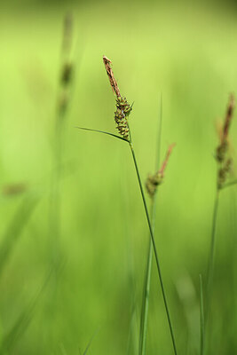 BUITEN BEELD Foto: 427099