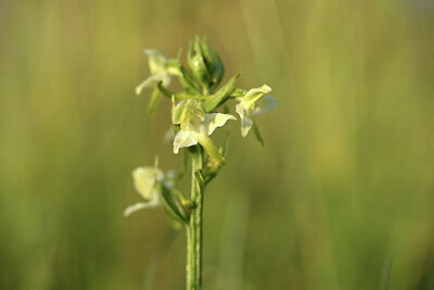 BUITEN BEELD Foto: 427107