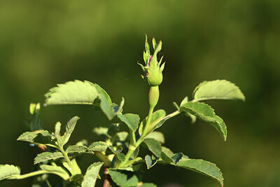 BUITEN BEELD Foto: 427110