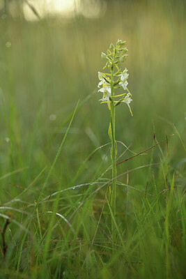 BUITEN BEELD Foto: 427120