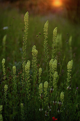 BUITEN BEELD Foto: 427122