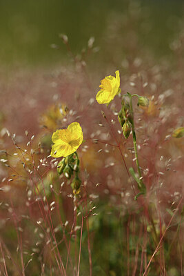 BUITEN BEELD Foto: 427125