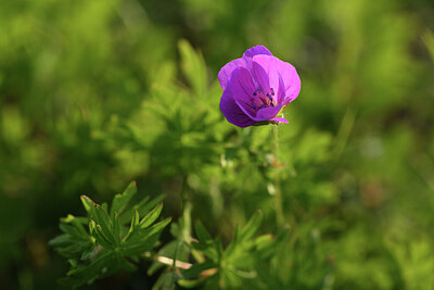 BUITEN BEELD Foto: 427128