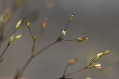 BUITEN BEELD Foto: 427132