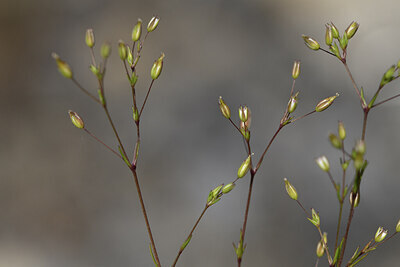 BUITEN BEELD Foto: 427137