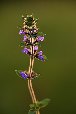 BUITEN BEELD Foto: 427140