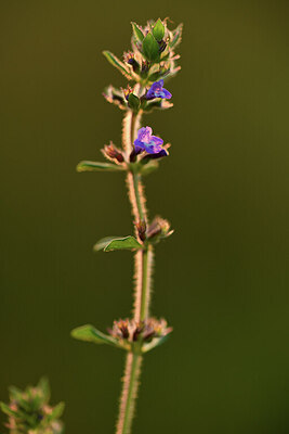 BUITEN BEELD Foto: 427143