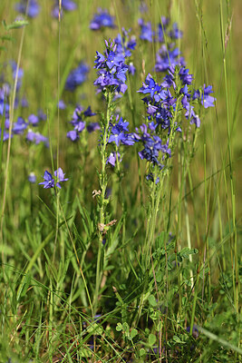 BUITEN BEELD Foto: 427145