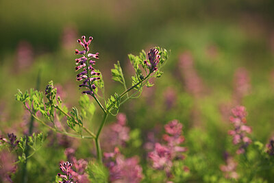 BUITEN BEELD Foto: 427147