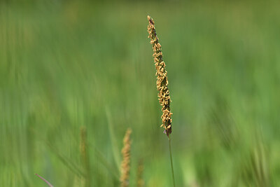 BUITEN BEELD Foto: 427148