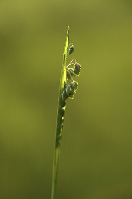 BUITEN BEELD Foto: 427150