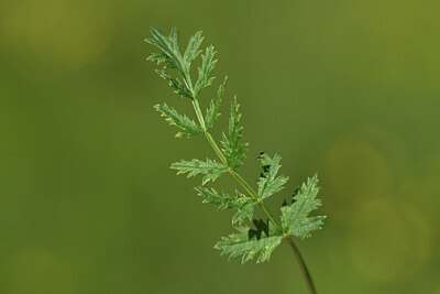 BUITEN BEELD Foto: 427153