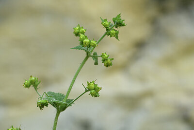 BUITEN BEELD Foto: 427154