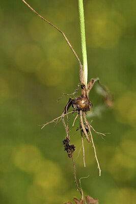 BUITEN BEELD Foto: 427155