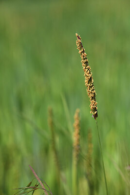 BUITEN BEELD Foto: 427165