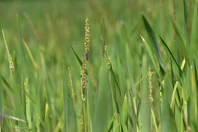 BUITEN BEELD Foto: 427173