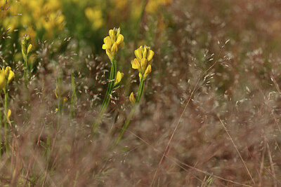 BUITEN BEELD Foto: 427182