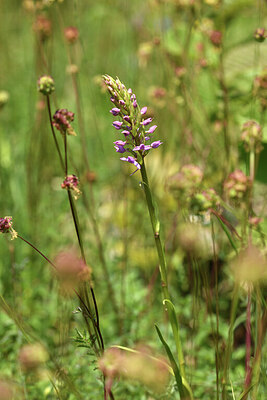 BUITEN BEELD Foto: 427183