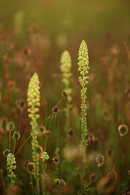 BUITEN BEELD Foto: 427185