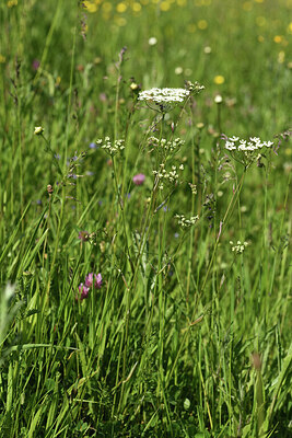 BUITEN BEELD Foto: 427190
