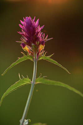 BUITEN BEELD Foto: 427192