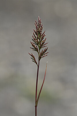 BUITEN BEELD Foto: 427193