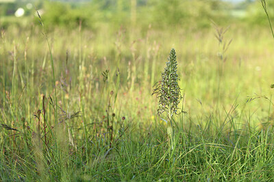 BUITEN BEELD Foto: 427195