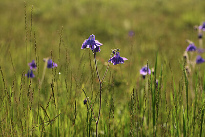 BUITEN BEELD Foto: 427206