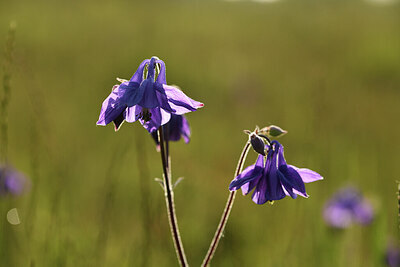 BUITEN BEELD Foto: 427211