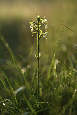 BUITEN BEELD Foto: 427214