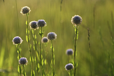 BUITEN BEELD Foto: 427217